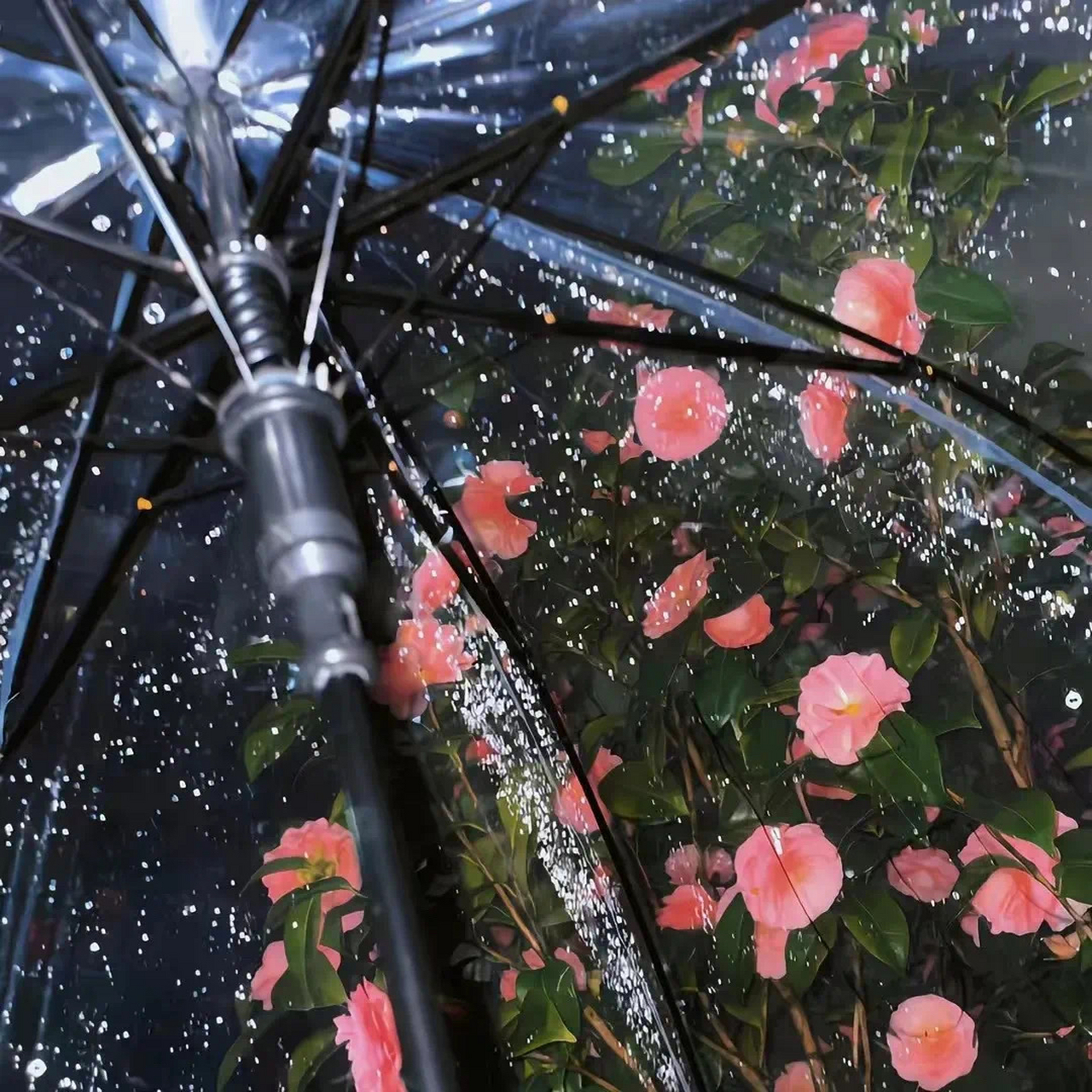 下雨花伞图片图片