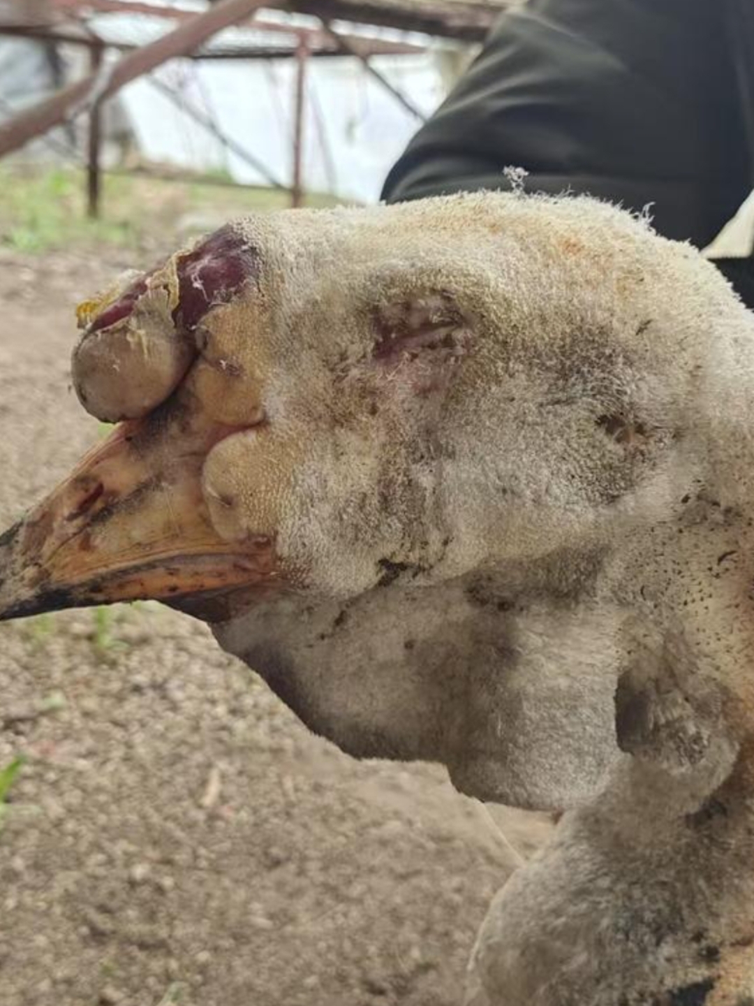 沈阳养殖基地大火,大鹅死守同伴