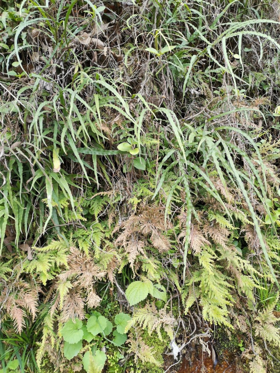 图片说有两种草, 一种好像公鸡尾巴一种像鸡脚丫