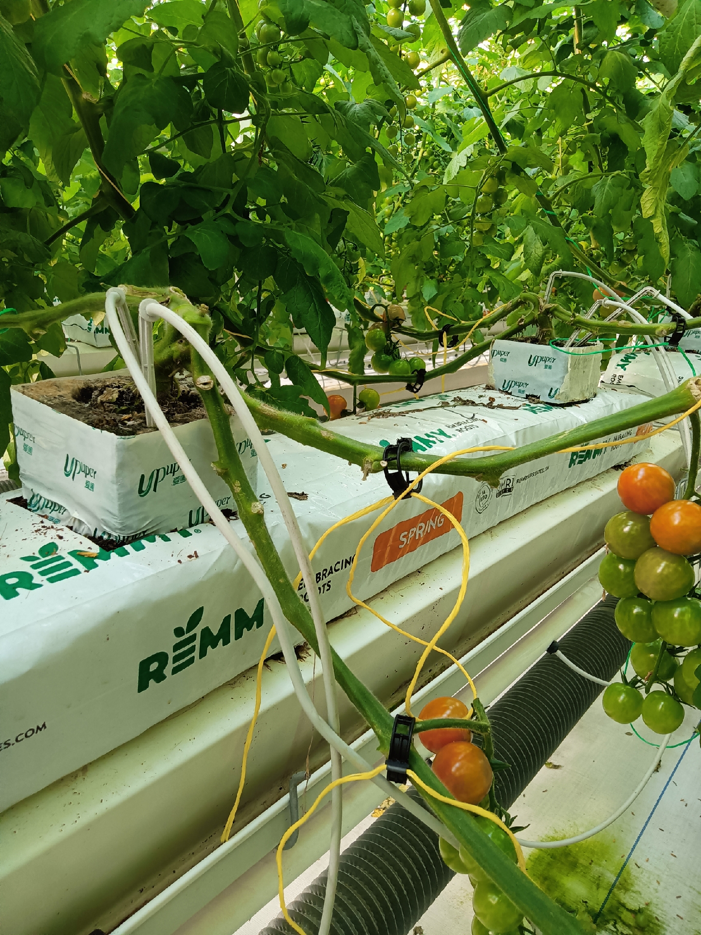 关于科技苑农业种植视频蕃茄无土栽培技术的信息