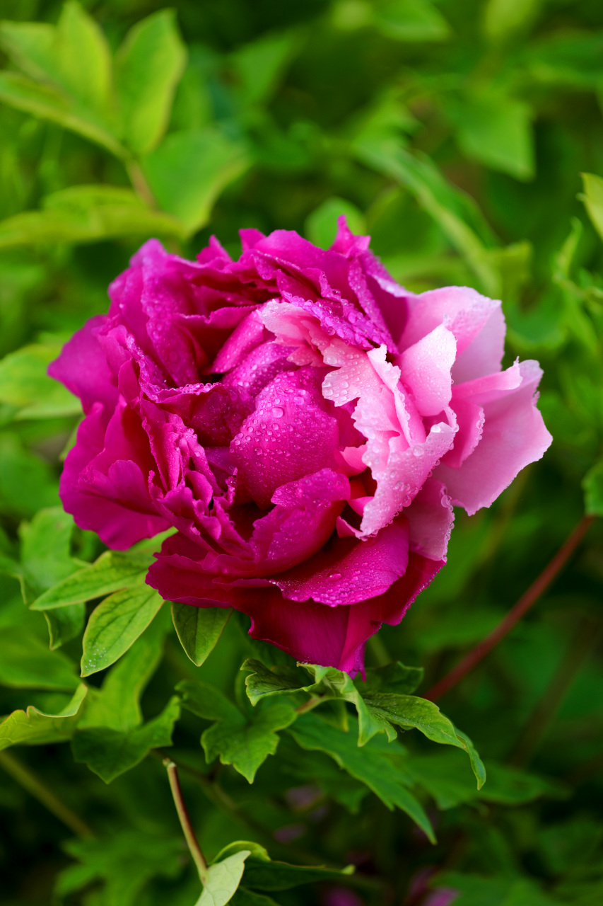 潍坊植物园的牡丹花.