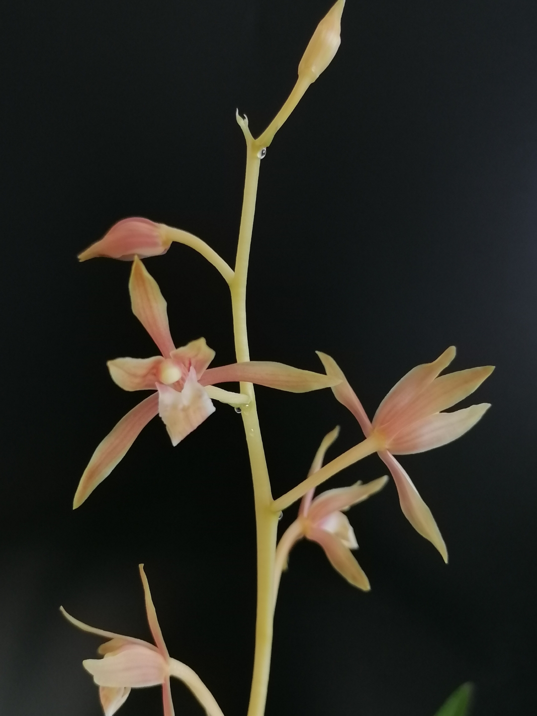 为何我的墨兰才开花呢?好像比别人晚了个把月#兰花苑