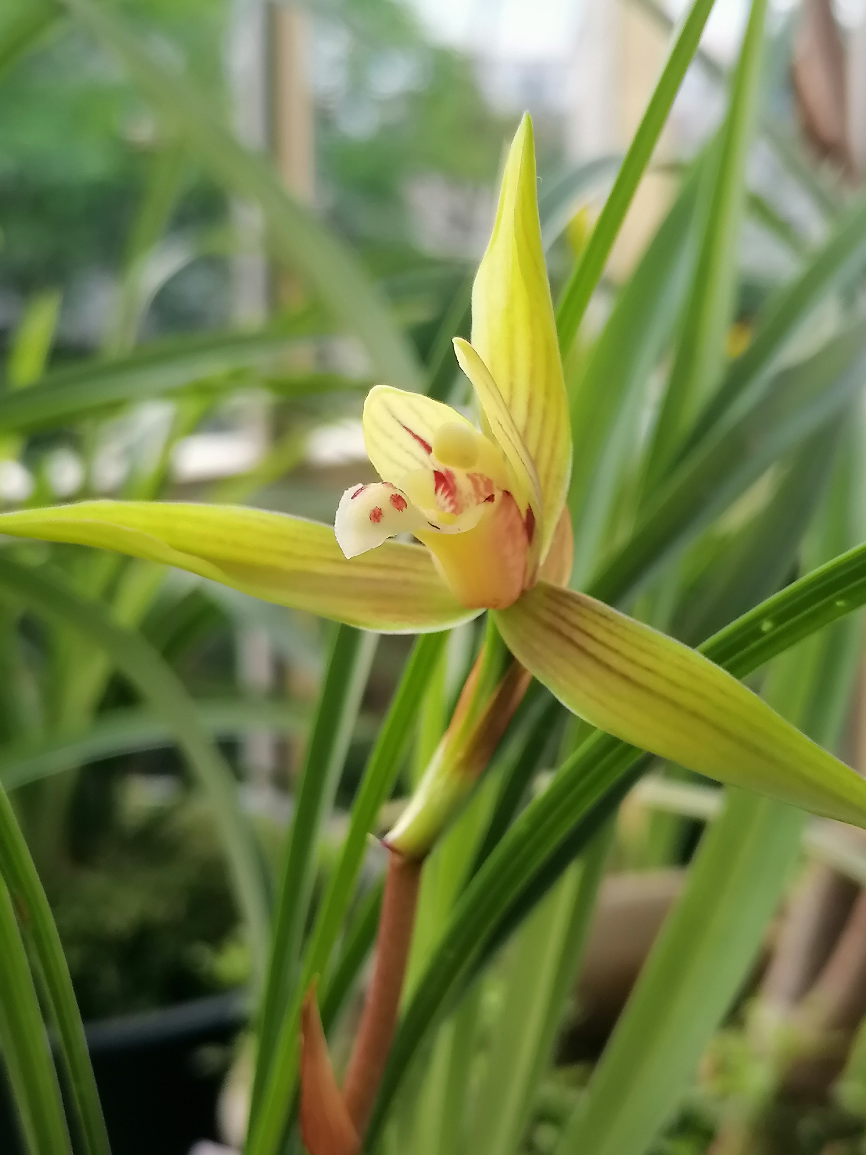 自然养的春兰立夏后竟然还能开花,今年二三月已经开过一次.