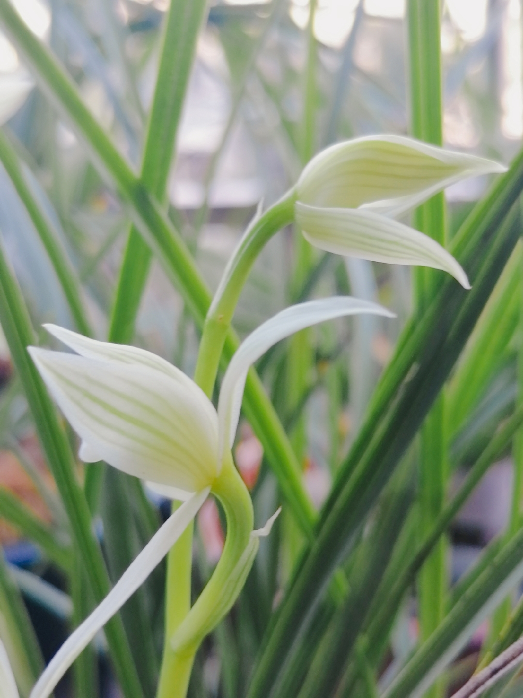 小雪素,以初雪为魂,碧叶如剑托玉盏,花开似月映寒窗