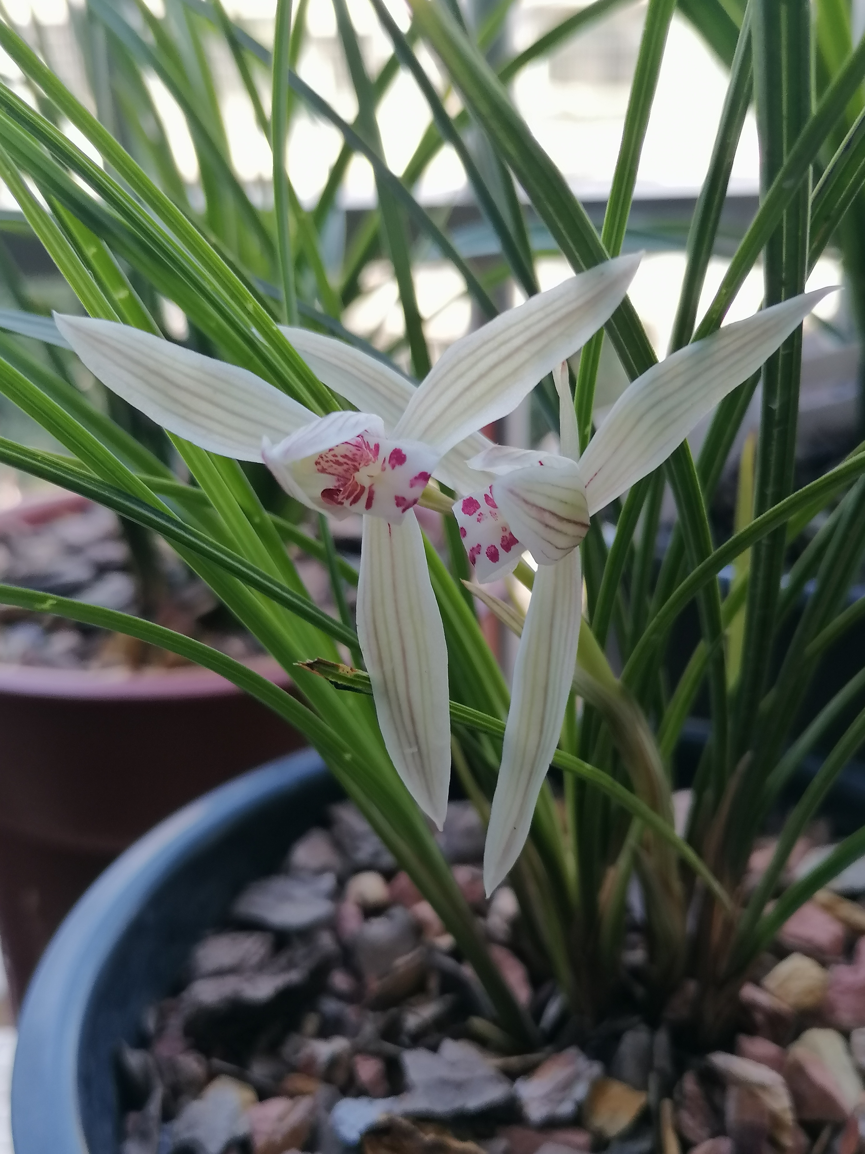 普通兰花图片大全图片