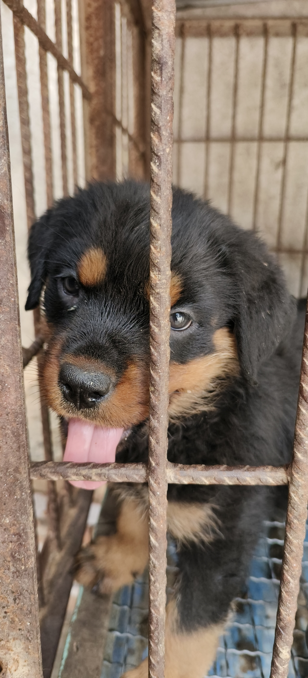 特价出一窝罗威纳幼犬,保健康保纯种,两针进口疫苗,支持检测,支持自提