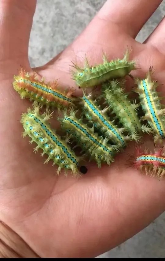 你们觉得糖宝可爱吗?