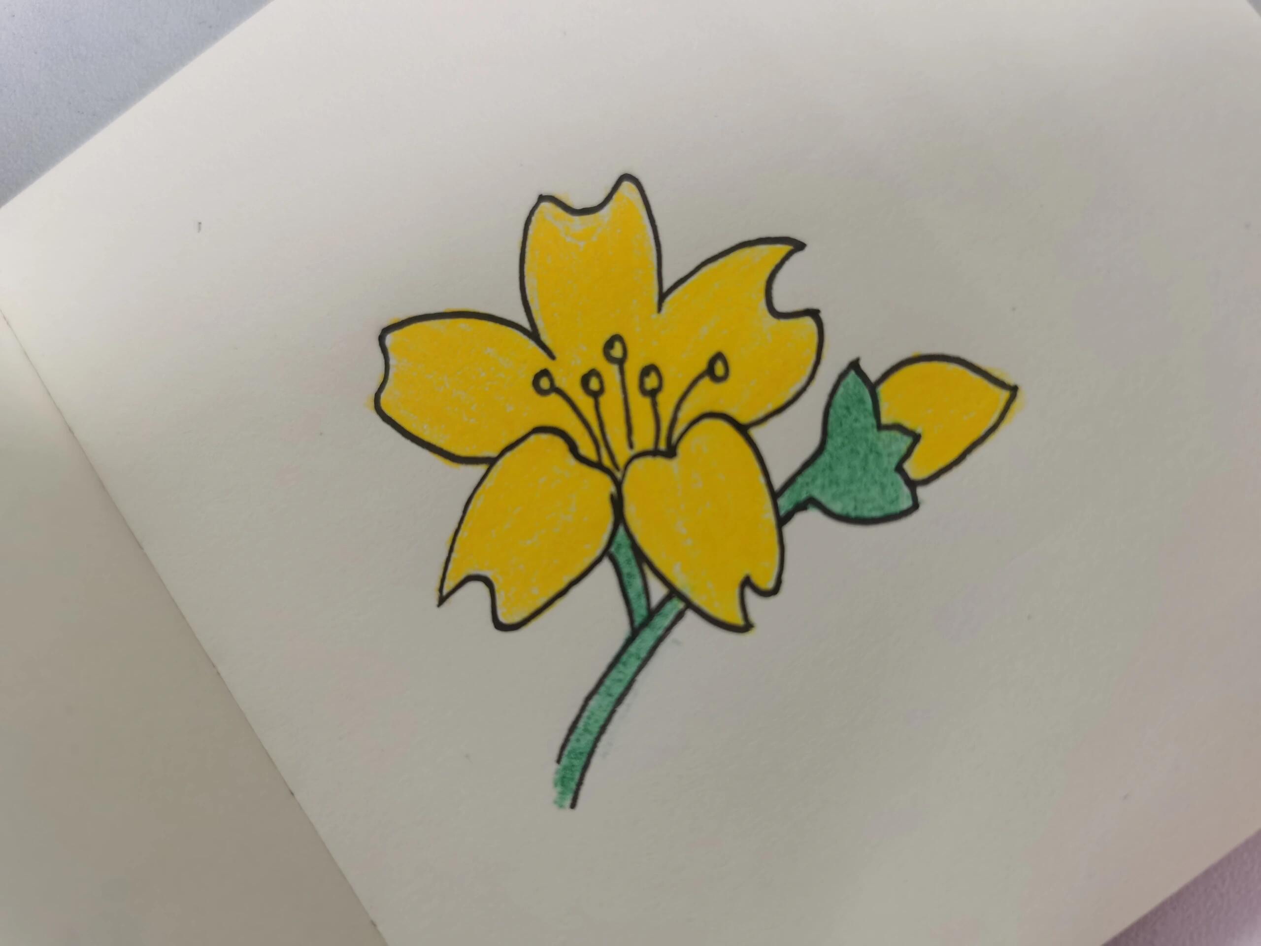 迎春花的简笔画  迎春花简笔画