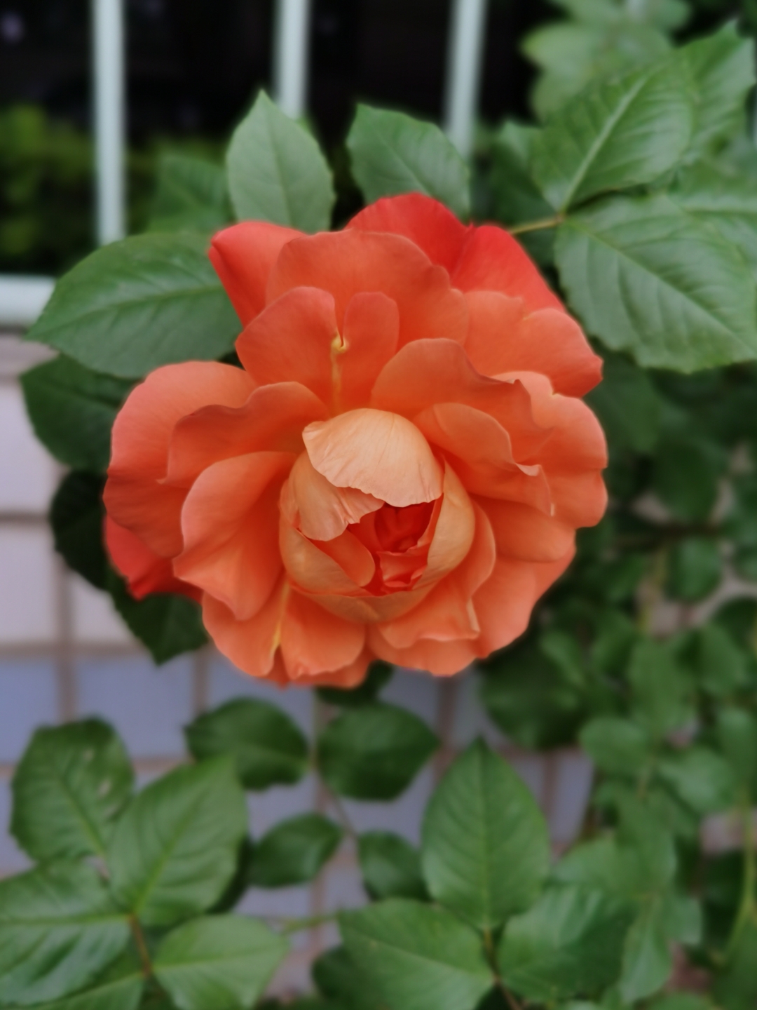 又到了月季花绽放的季节,淡雅的花香弥漫在空气中,色彩艳丽,姿态优雅