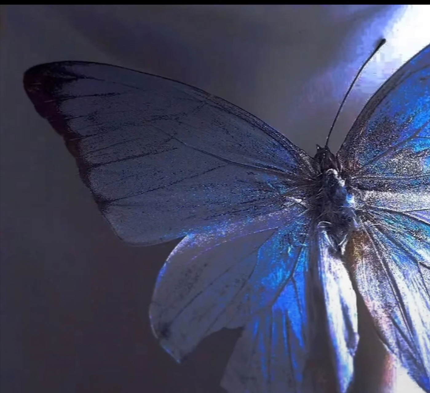 化蝶症〗一种传染病,具体特征是会在眼角下烙下一个蝶形印记,颜色