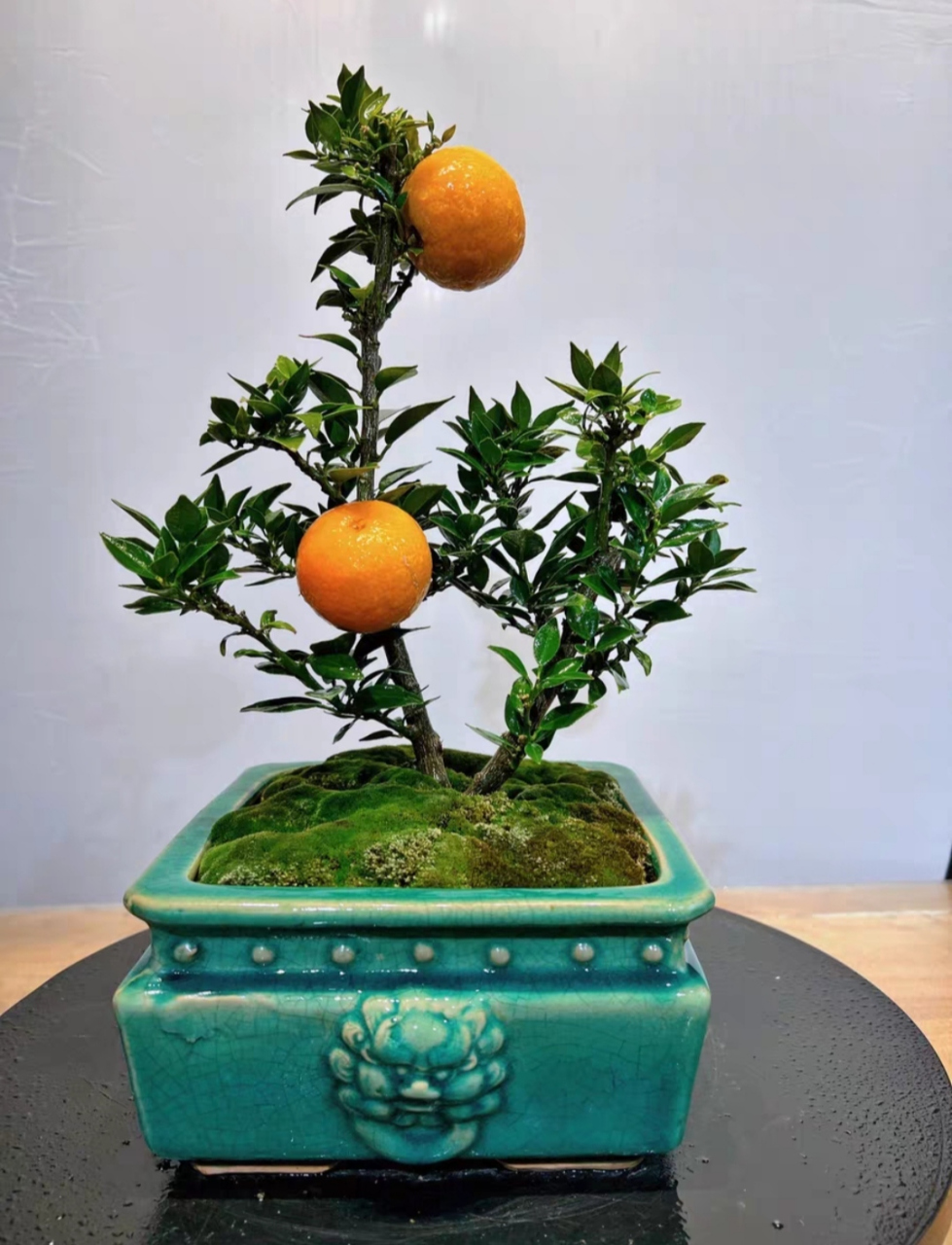 盆景小橘树,绿意盎然,两颗小橘挂枝头,生机勃勃,置于桌前,心情大好!