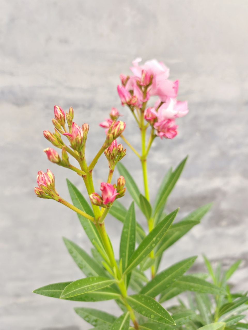 柳叶眉花树图片图片