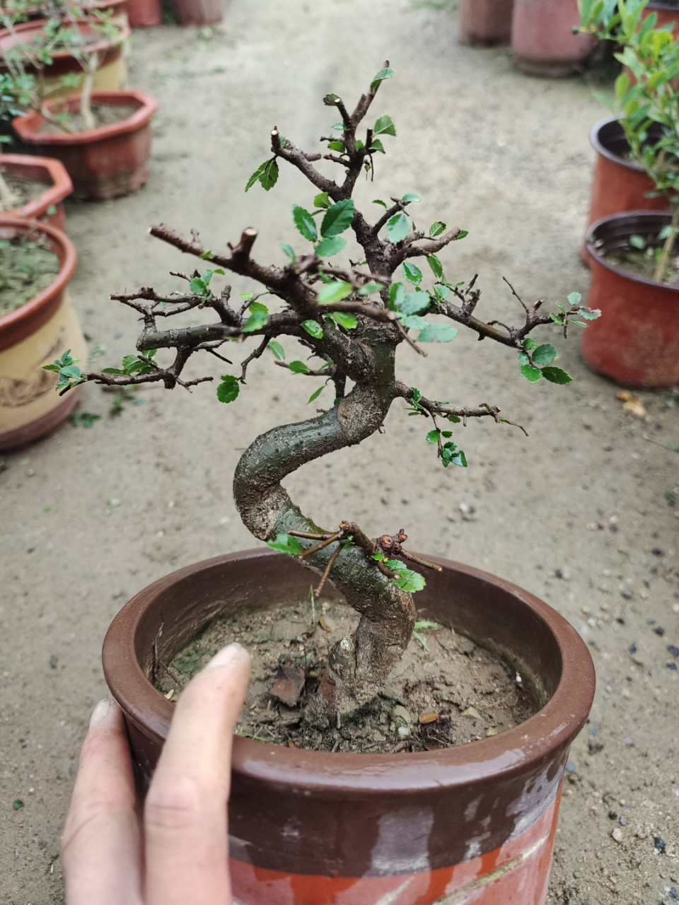 小叶榔榆