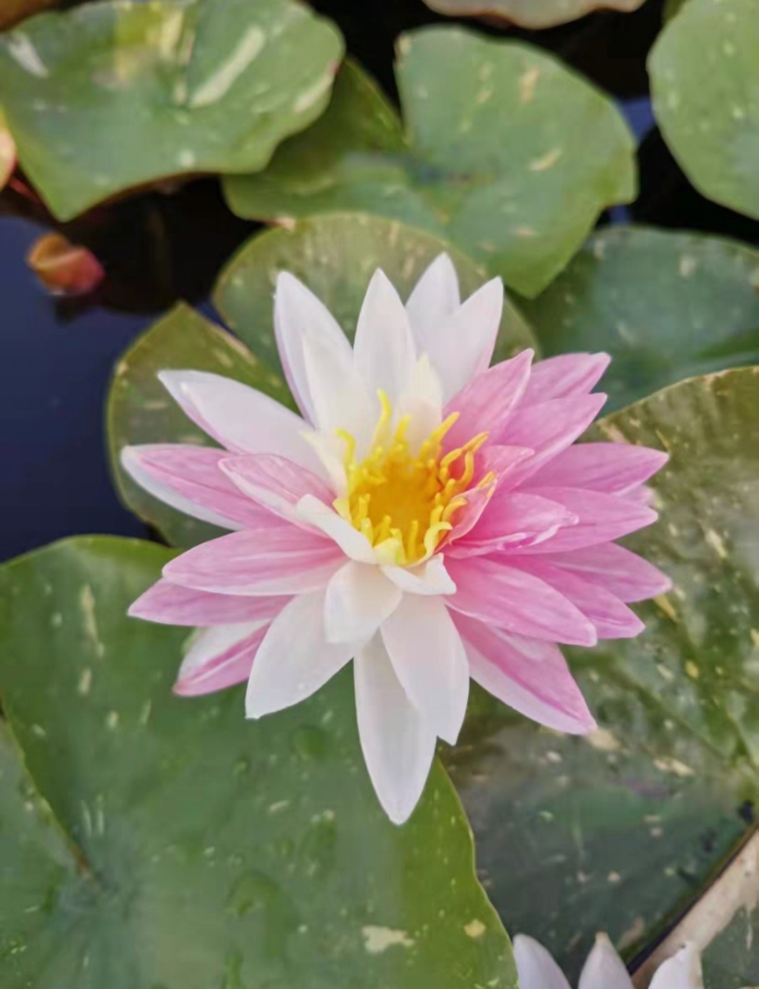 雨后池塘的粉白睡莲,清新脱俗,美得让人心醉