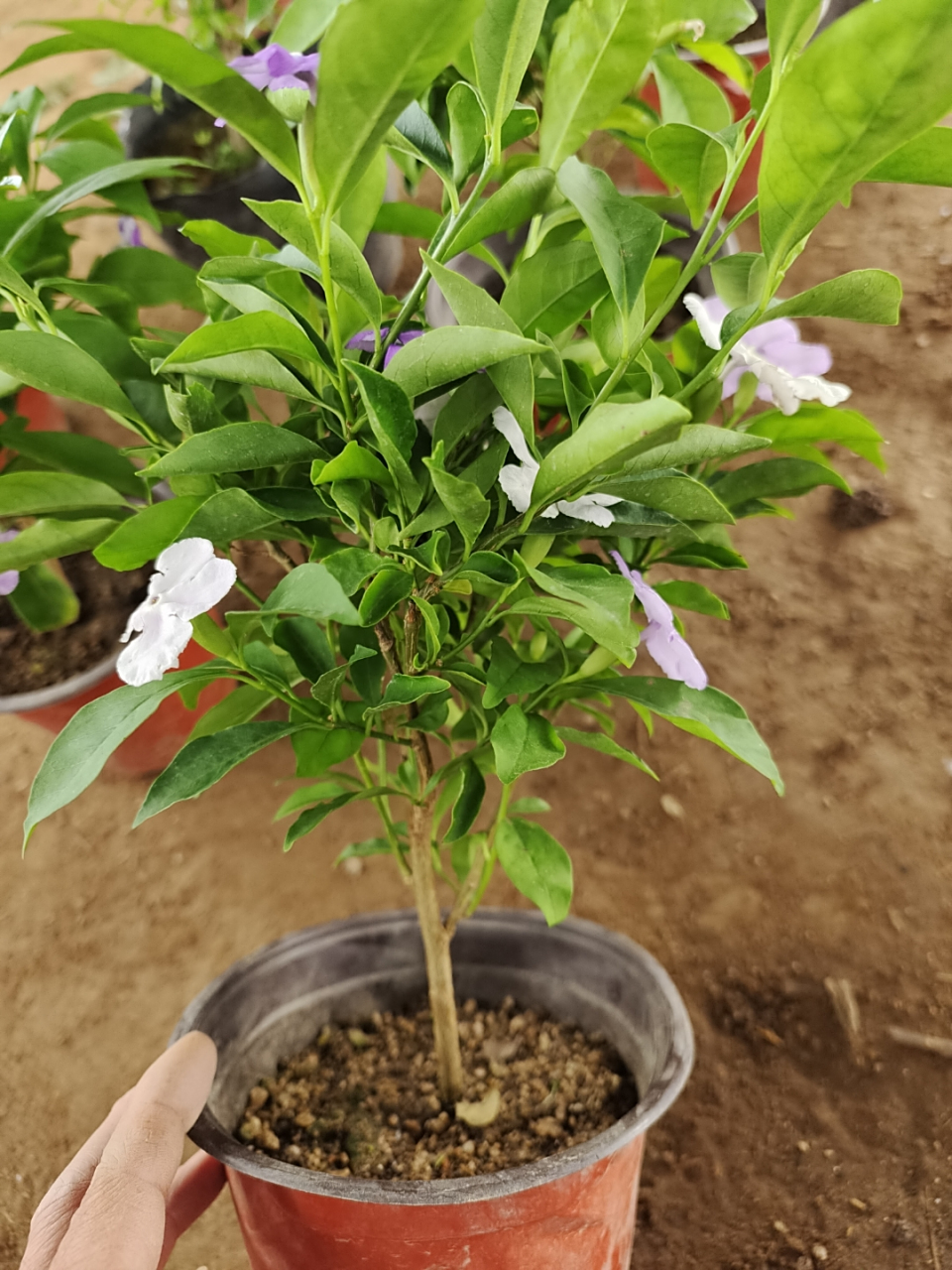 双色茉莉鸳鸯茉莉