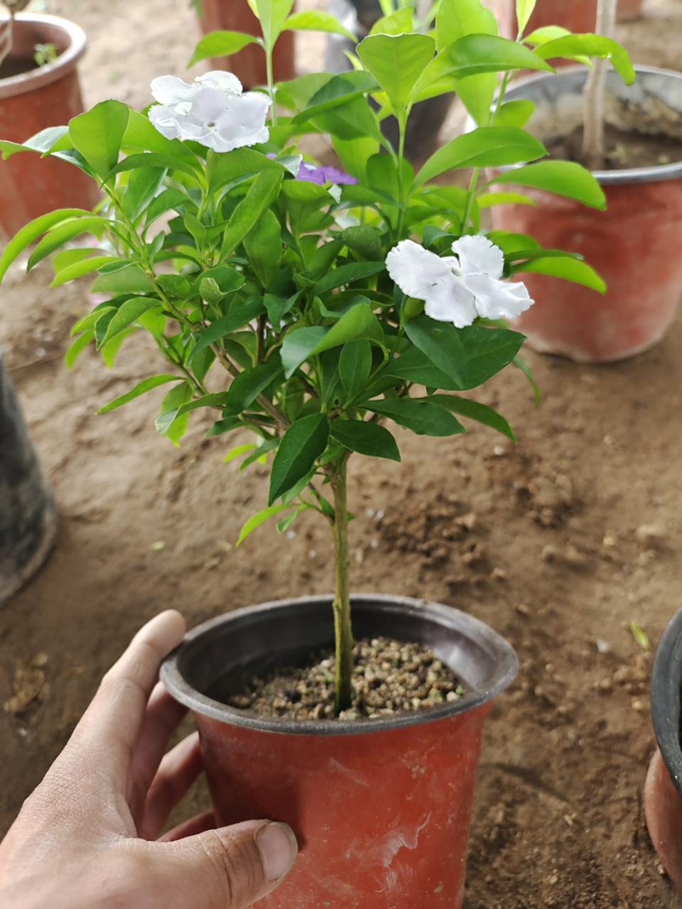 双色茉莉鸳鸯茉莉