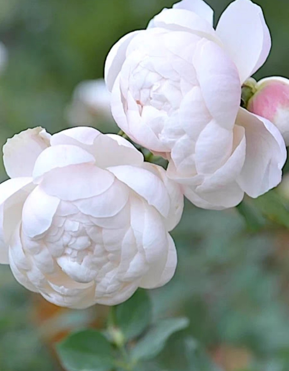 小白兔月季,白里透粉,粉得可耐,芳香怡人.