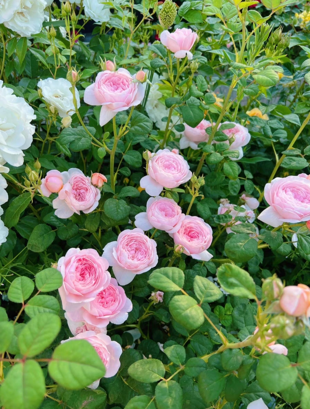 粉色月季,瑞典女王