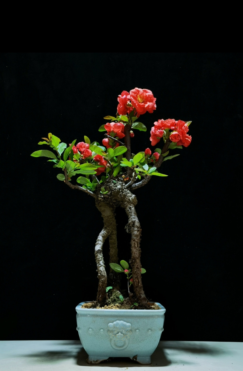 一盆红花盆景,附加你的生活空间,却是一种莫名的动容