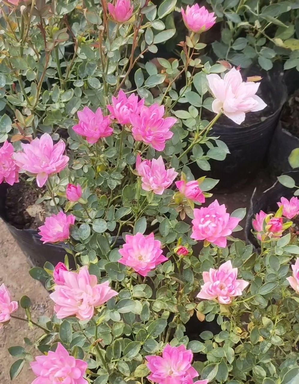 天荷月季,夏日花园,粉荷盛开时,心情美丽!