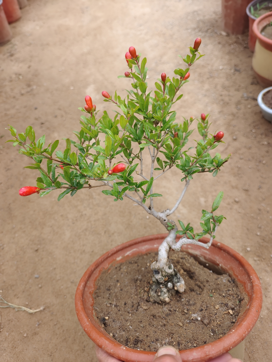 一盆红花小石榴