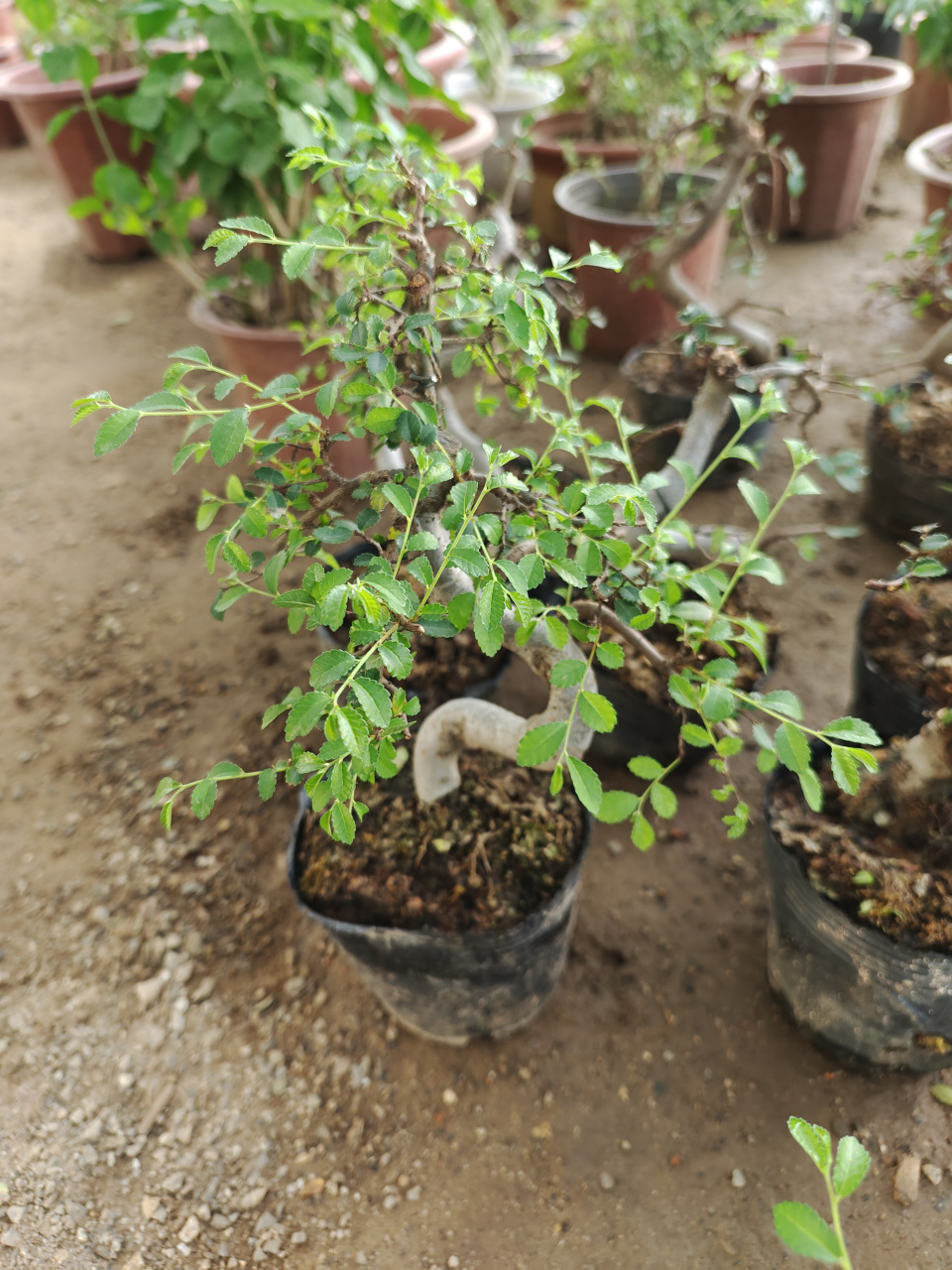 小叶榔榆  修剪过后,萌芽力强,生长迅速.