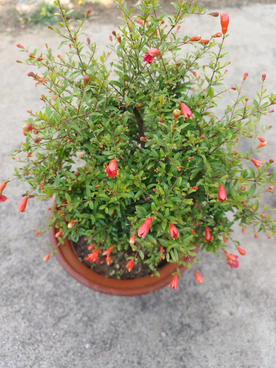 小叶石榴,观赏石榴树,花苞爆盆