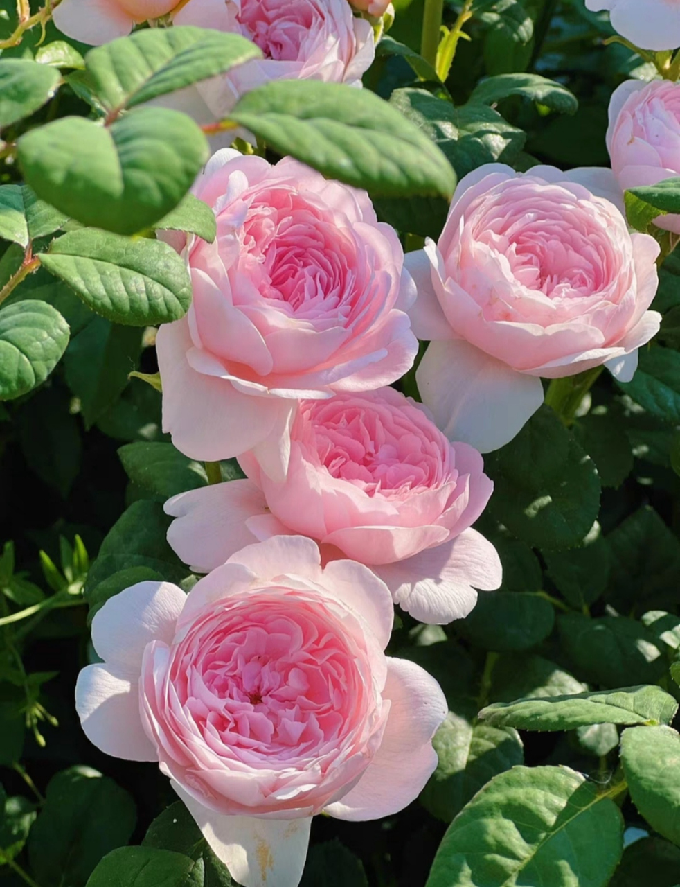 粉色月季,瑞典女王.