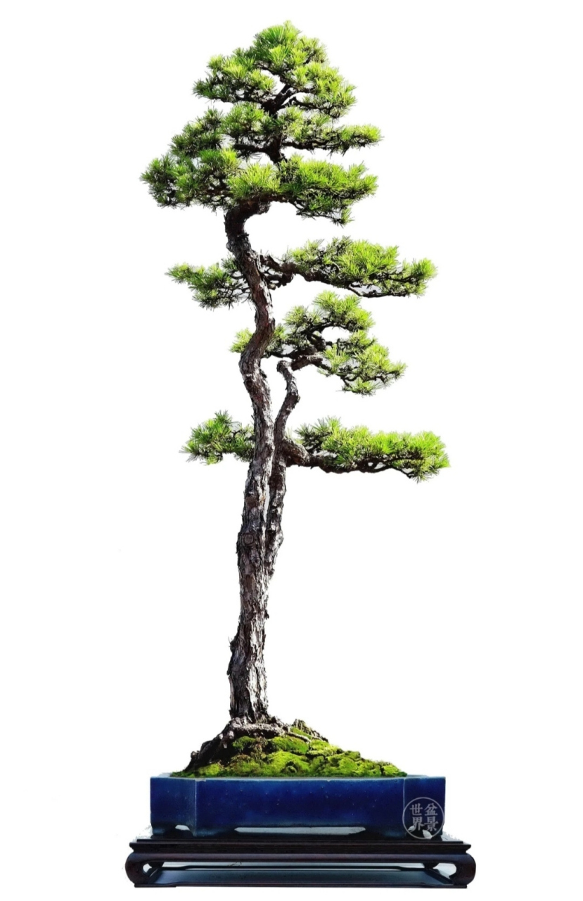 青松挺且直,傲然出云端.