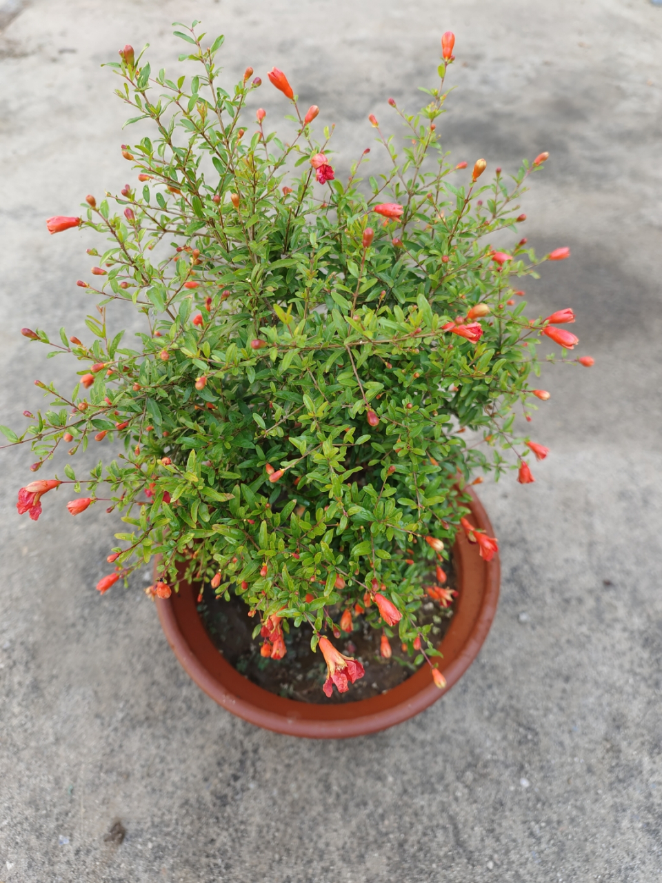 小叶石榴,观赏石榴树,花苞爆盆