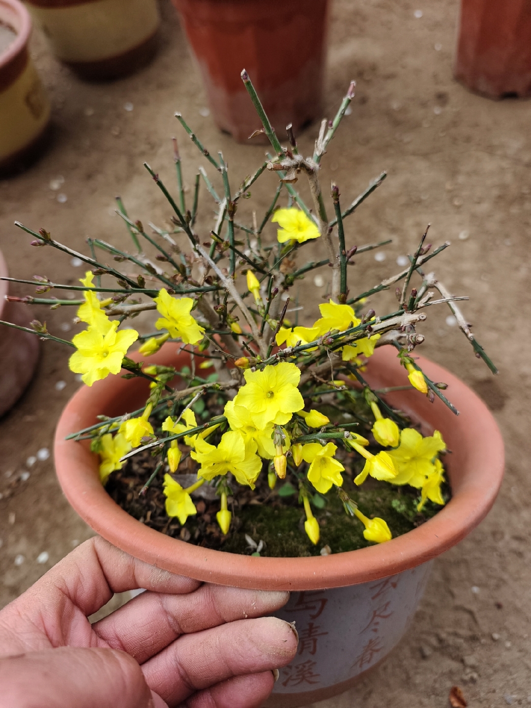 迎春花,大花品种,春天的使者