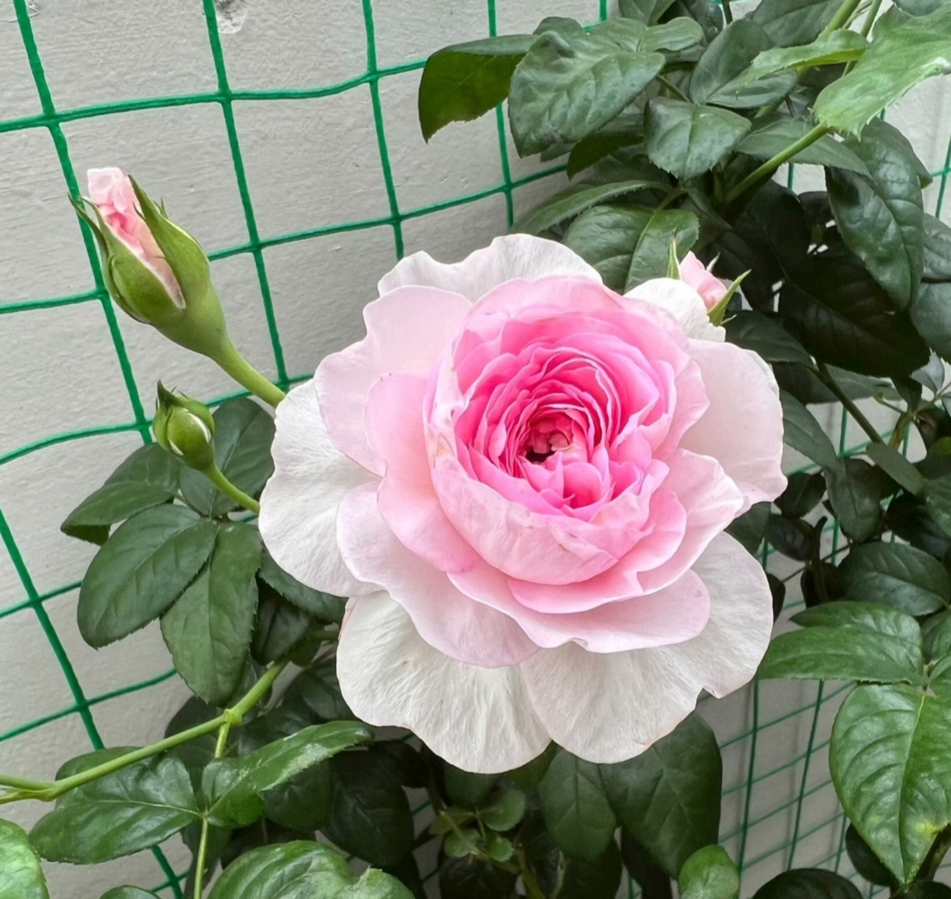 月季【我的心】,小中型花勤花四季观赏,一颗真挚的心仿佛在对你表白