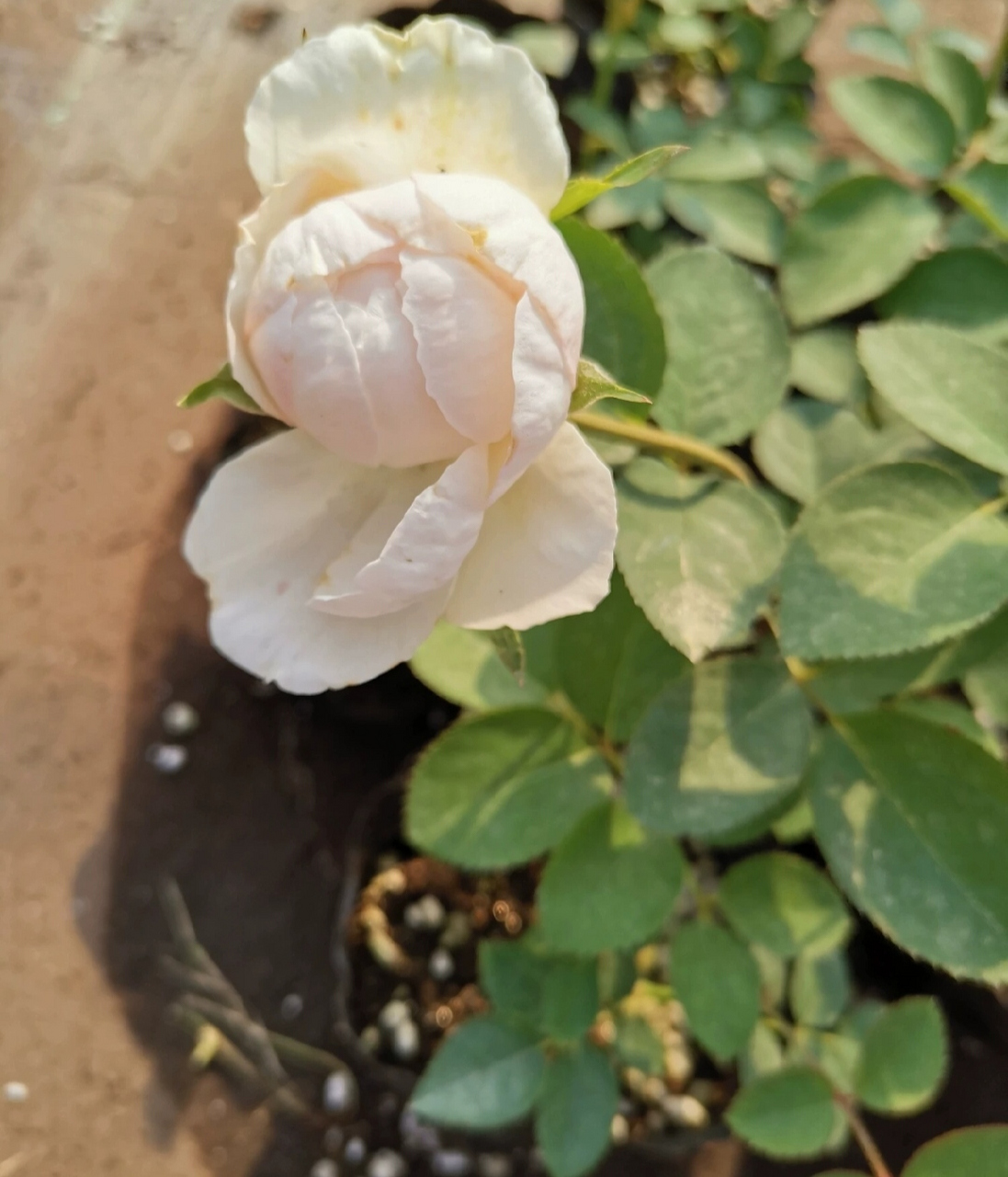 小白兔月季,白里透粉,粉得可耐,芳香怡人.