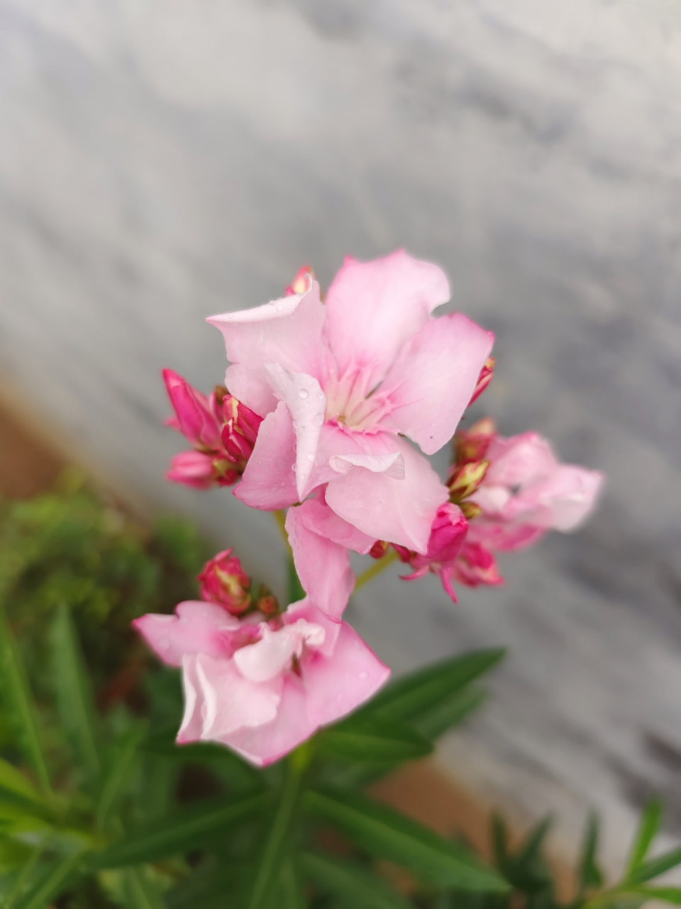 柳叶眉花树图片图片