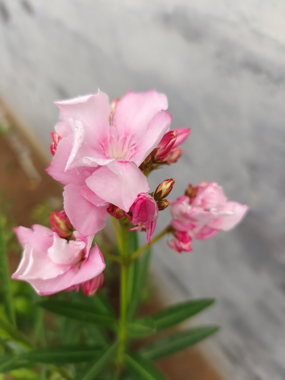 柳叶眉花树图片图片