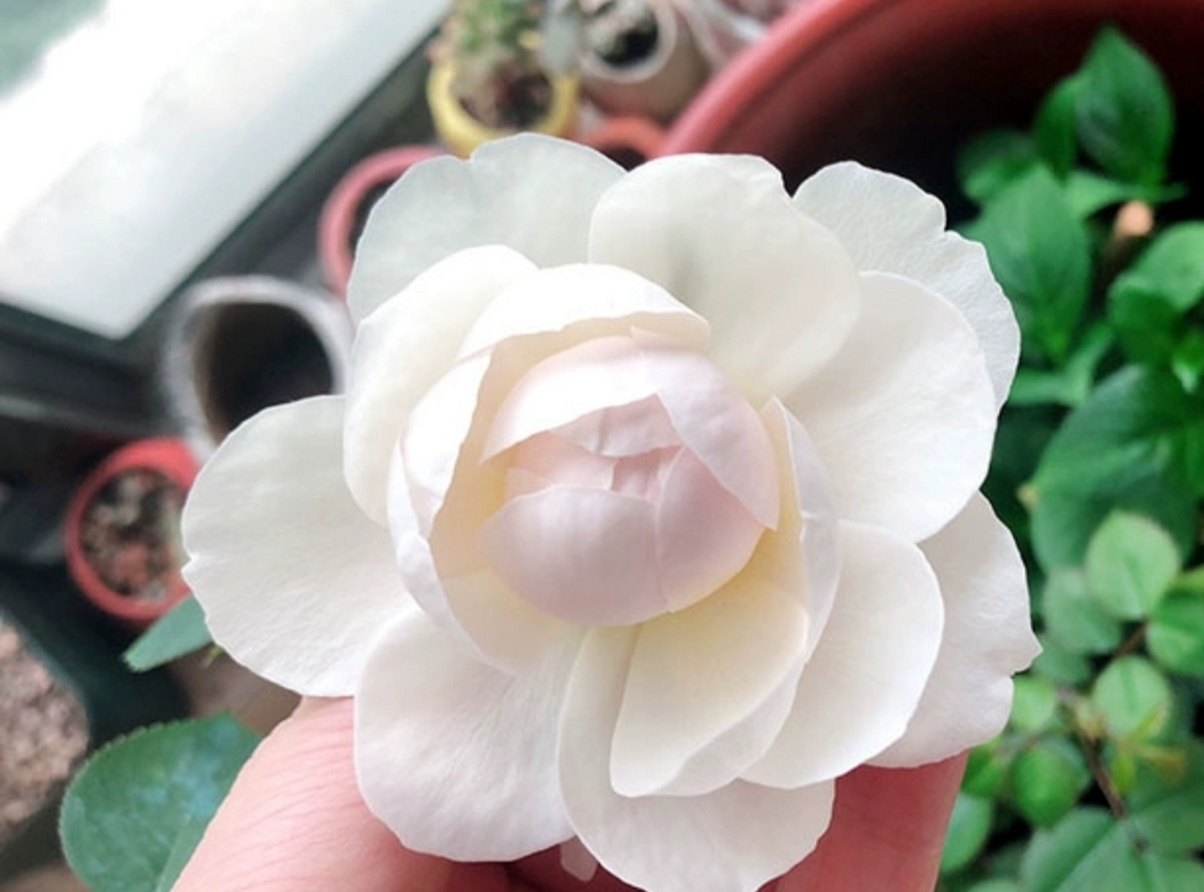 小白兔月季,白里透粉,粉得可耐,芳香怡人.