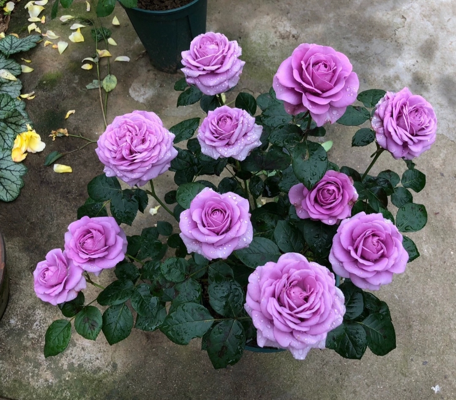 月季花开,富丽感爆盆.