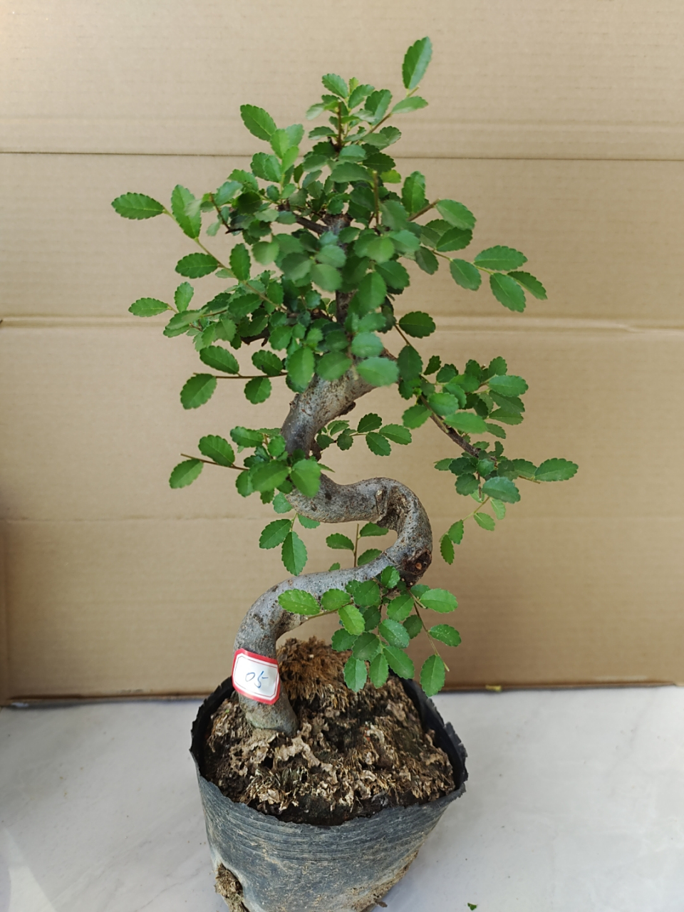 小叶榔榆盆景