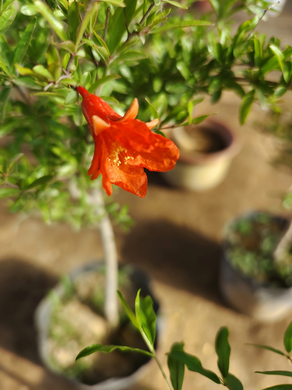 观赏石榴花石榴