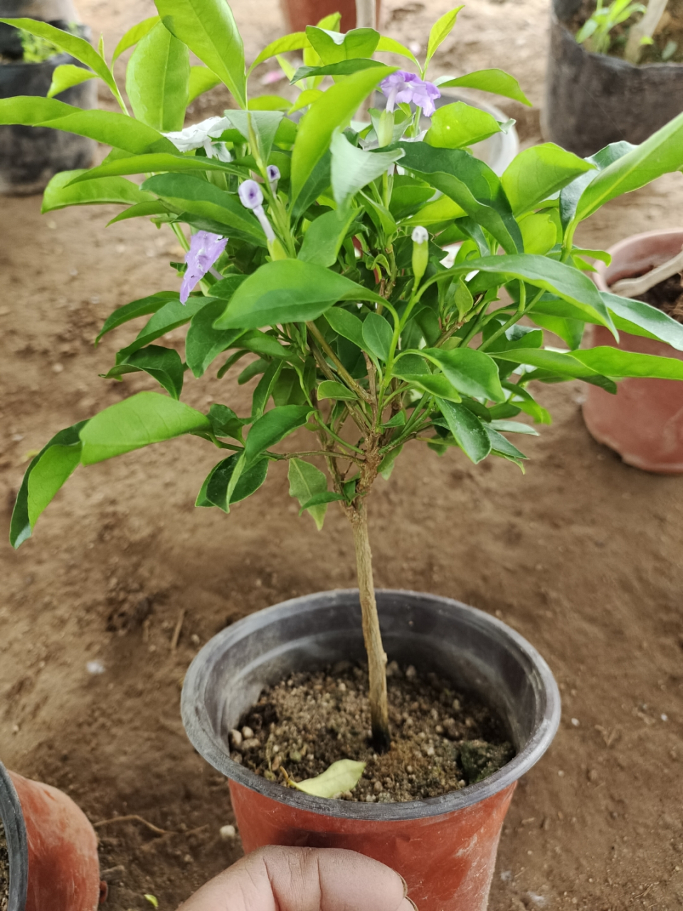 双色茉莉鸳鸯茉莉