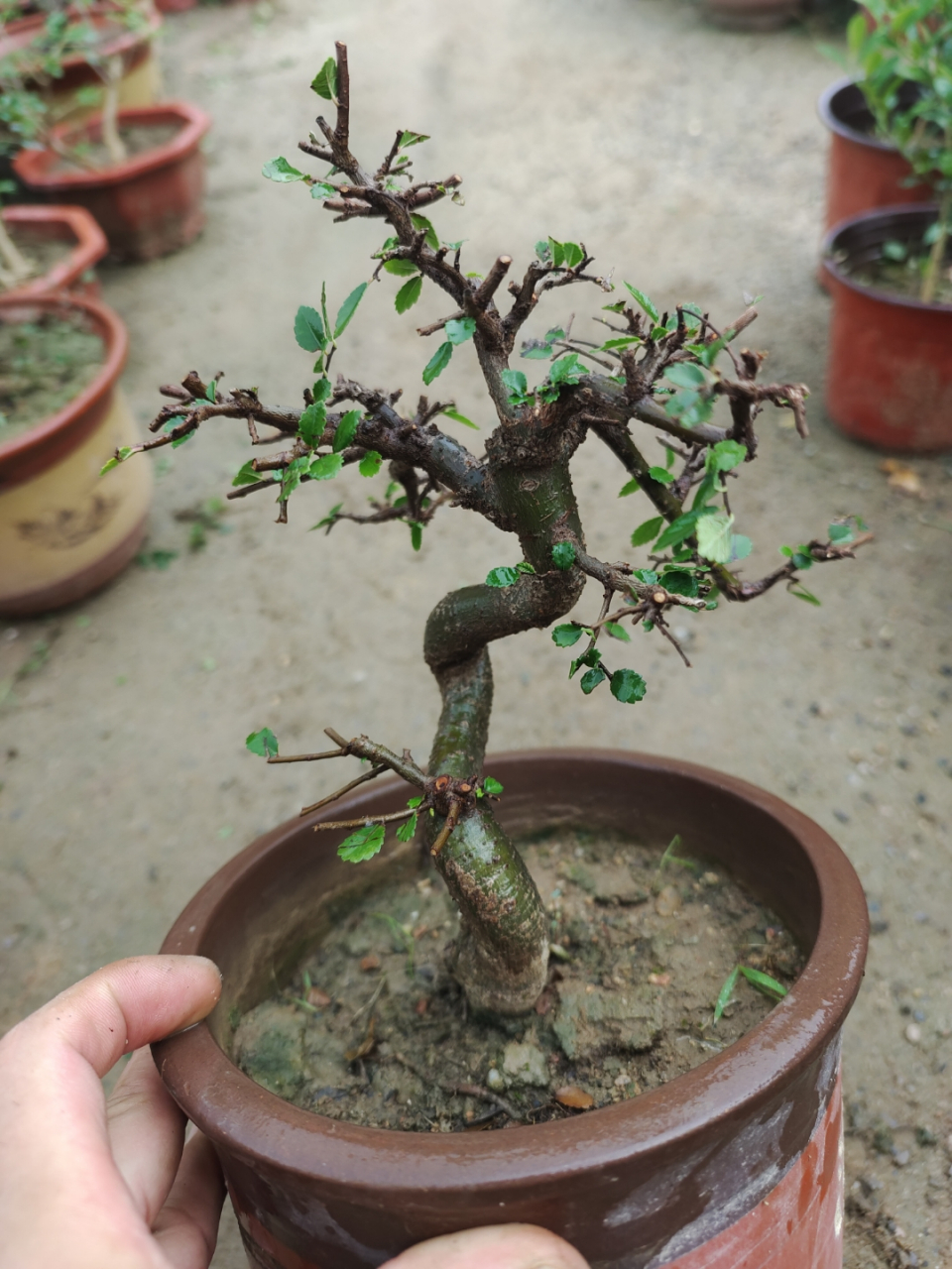 小叶榔榆