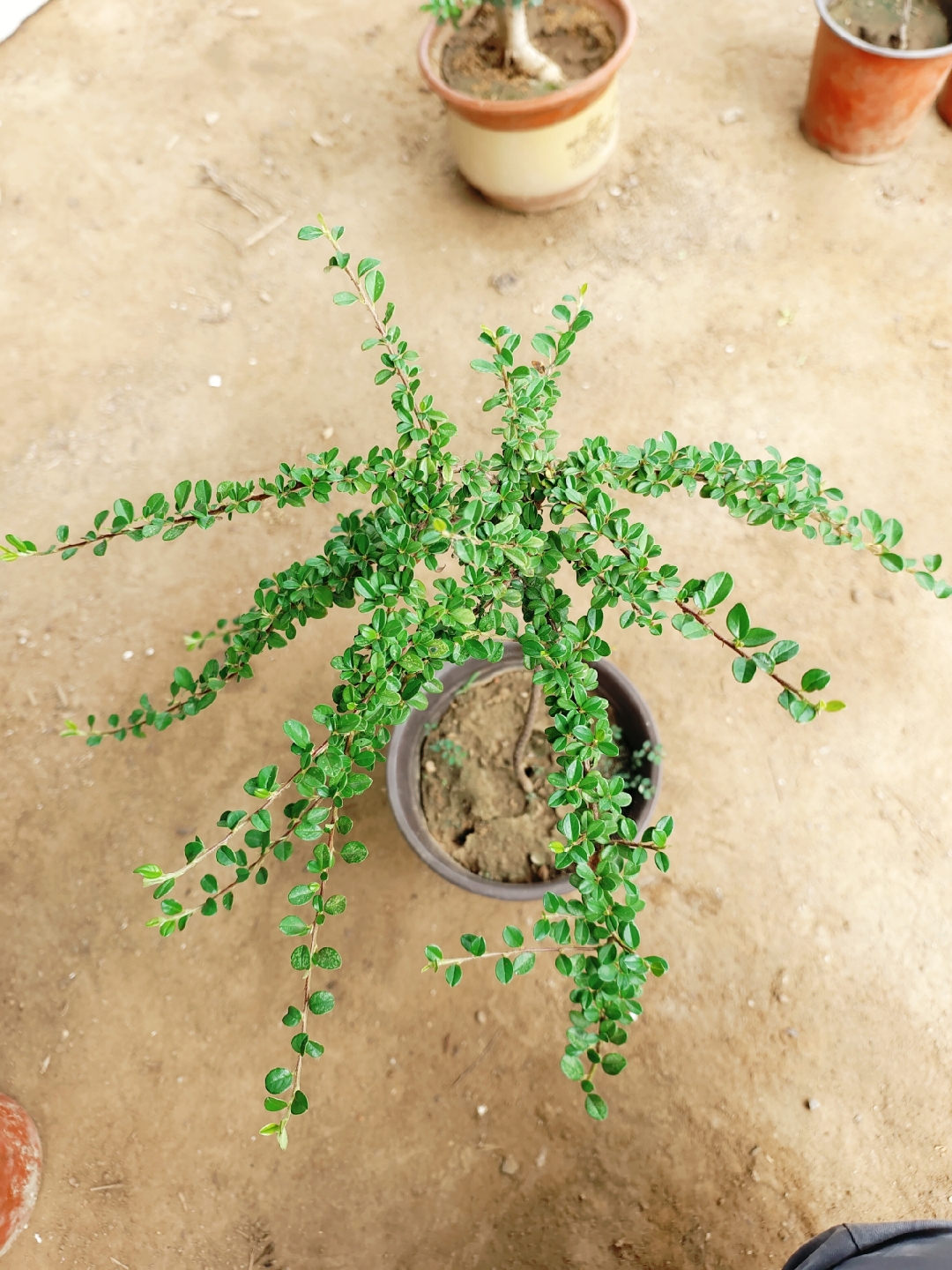 珍珠荀子,别人都是直立向上,你偏偏往下,你长成这样,让柳树看到了还