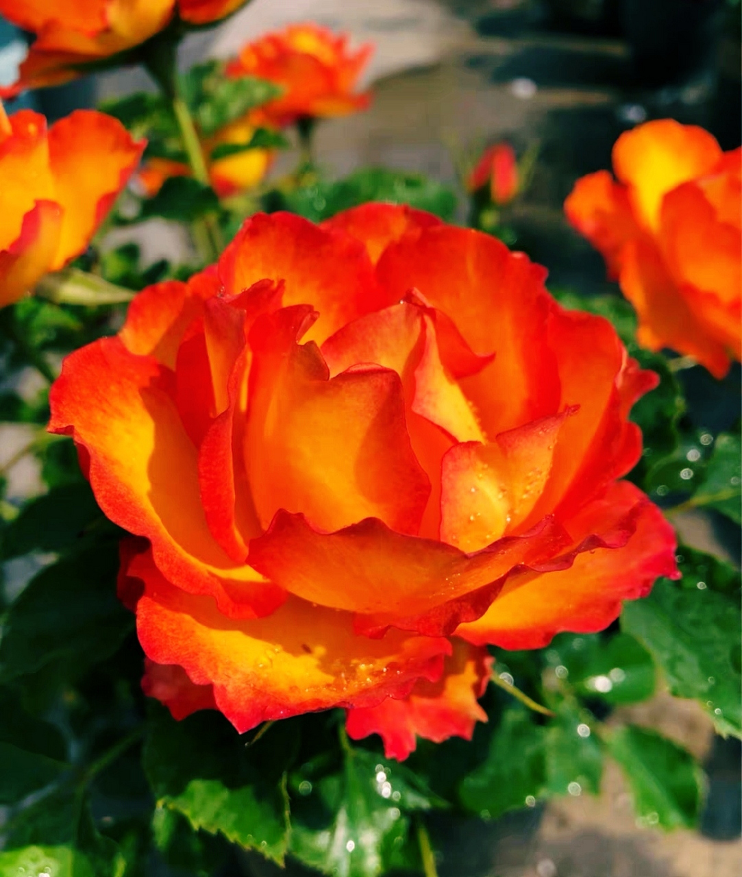 火焰月季,本名埃斯托里尔,花开红胜火,犹如火焰般绚烂.