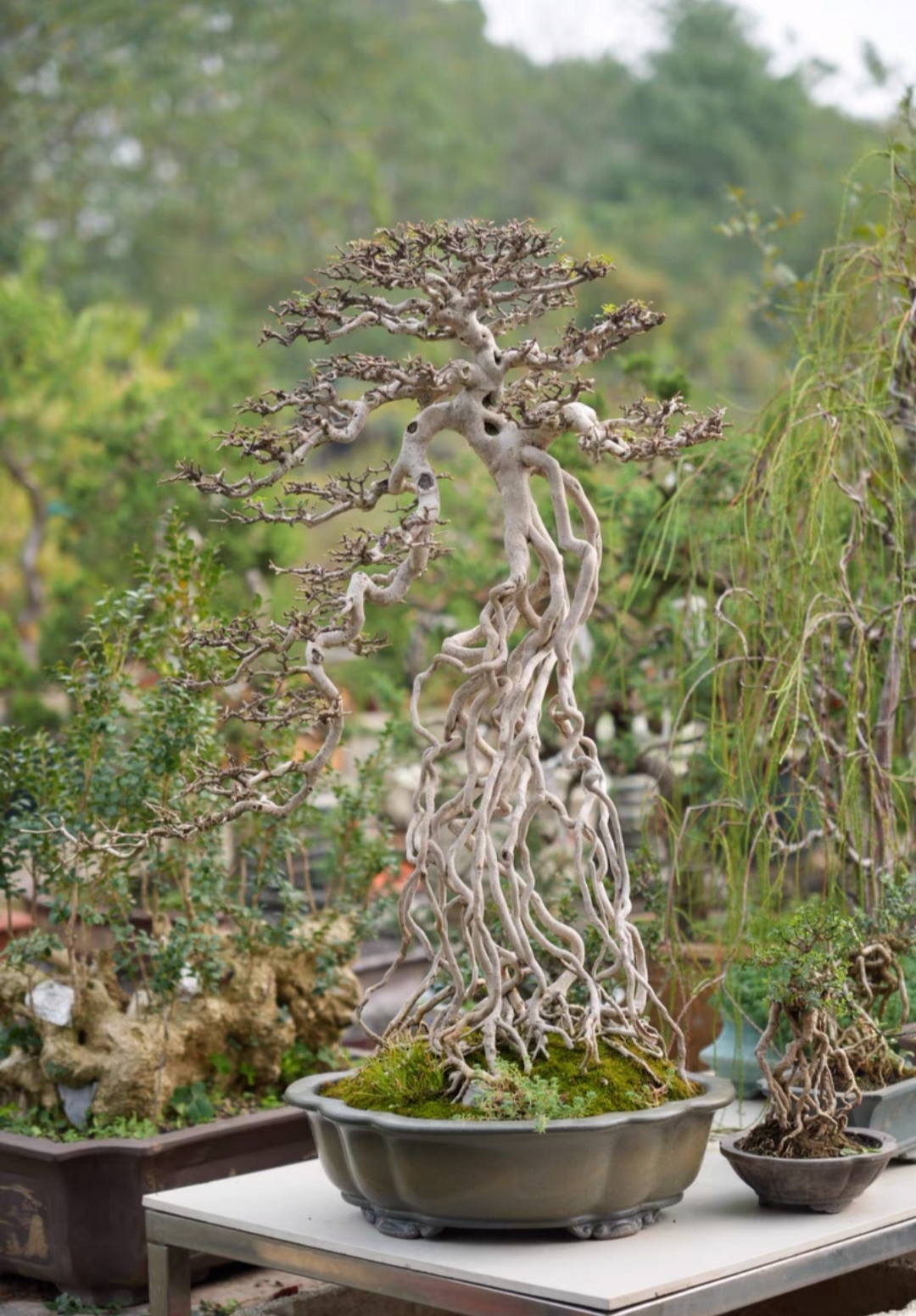 盆景46种样式图片