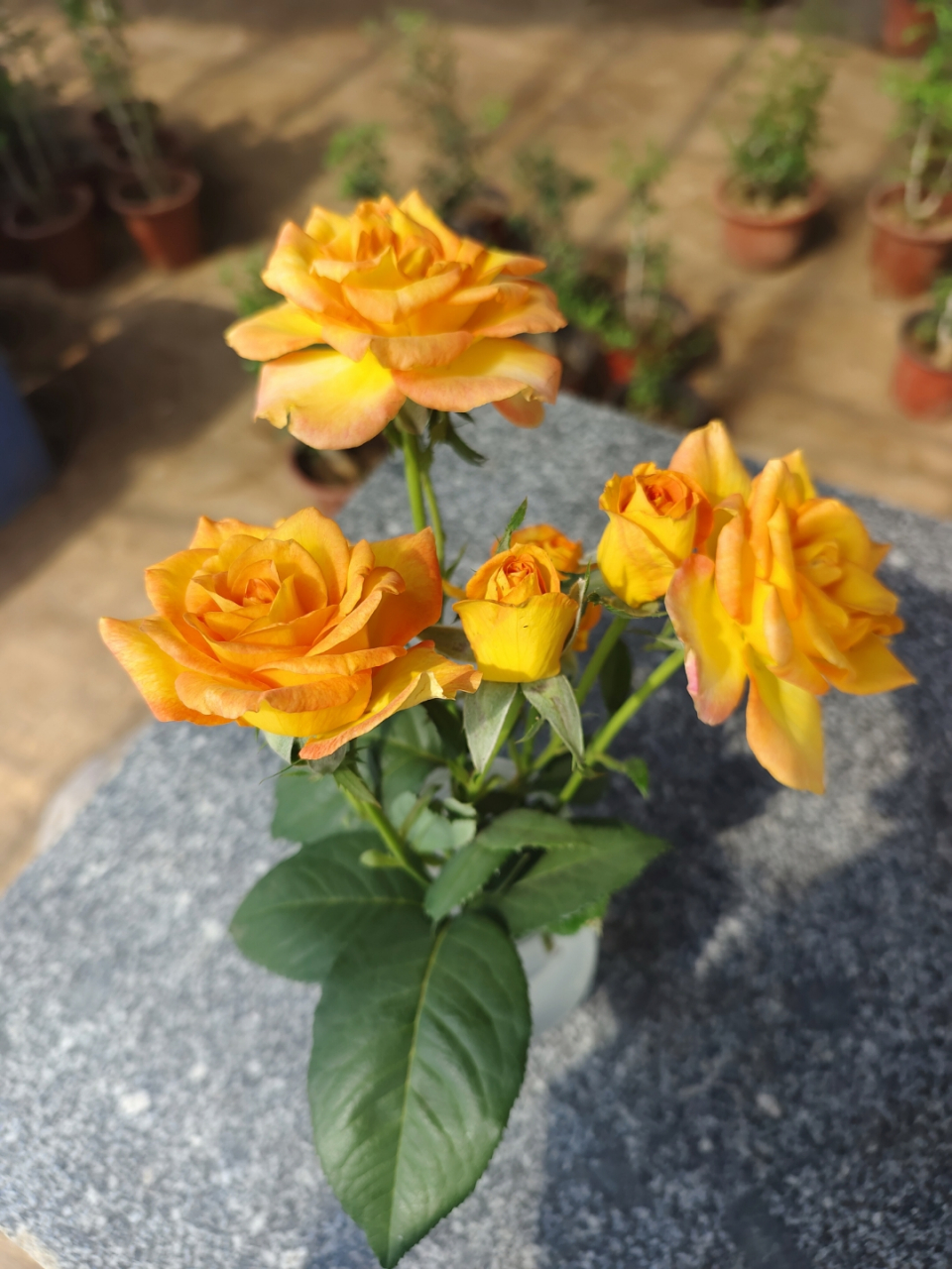 浓香品种大花月季,橙色唯美