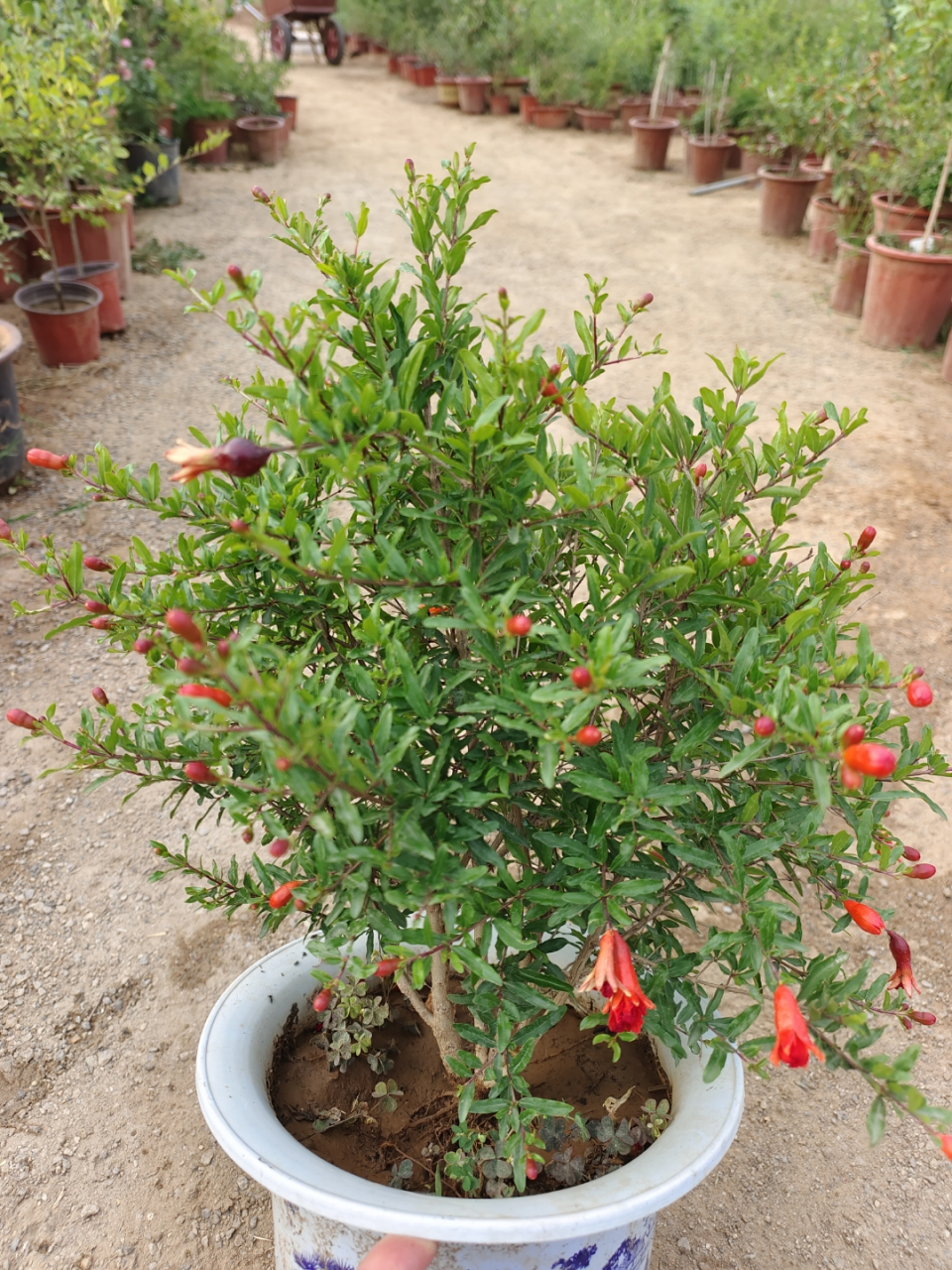 紫玉石榴,花苞满树,六月榴花红