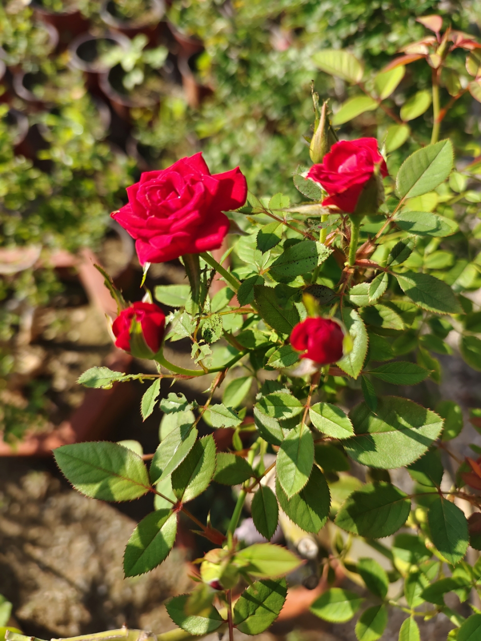 微型月季,钻石玫瑰,小巧别致.