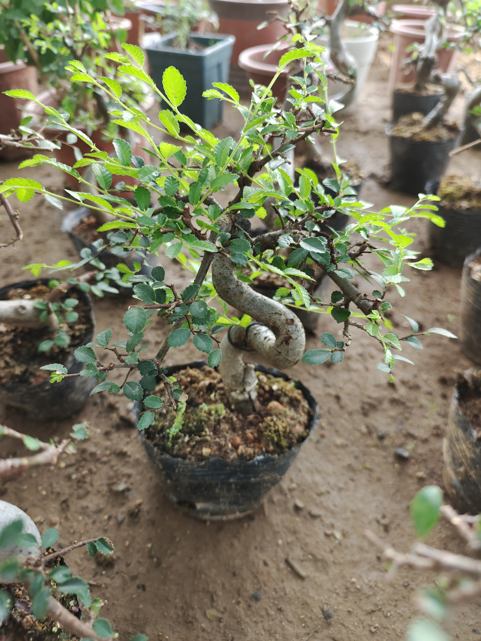 小叶榔榆  修剪过后,萌芽力强,生长迅速.