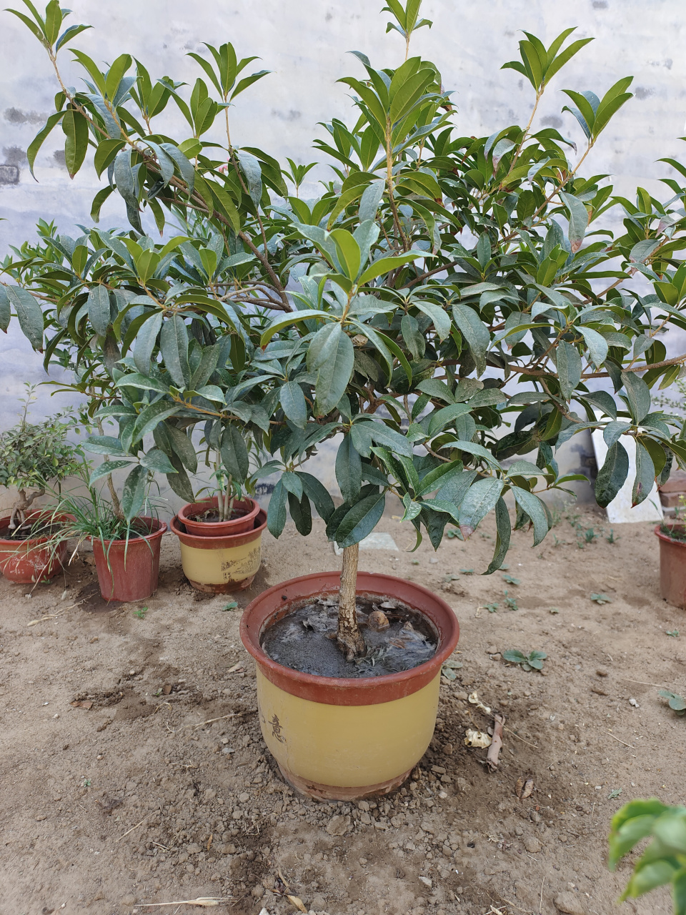 桂花树,金桂和丹桂