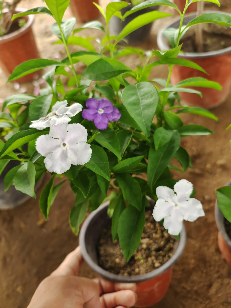 双色茉莉鸳鸯茉莉